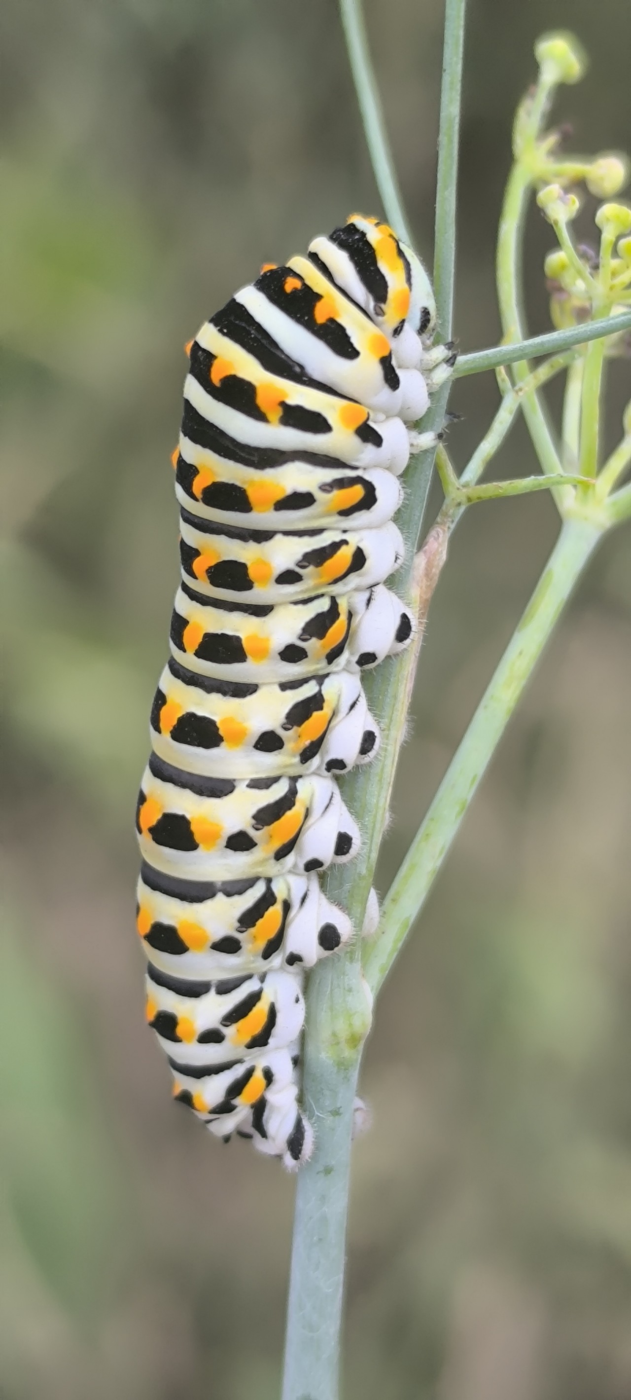 Free Wildlife photos. The Lonely Larva.