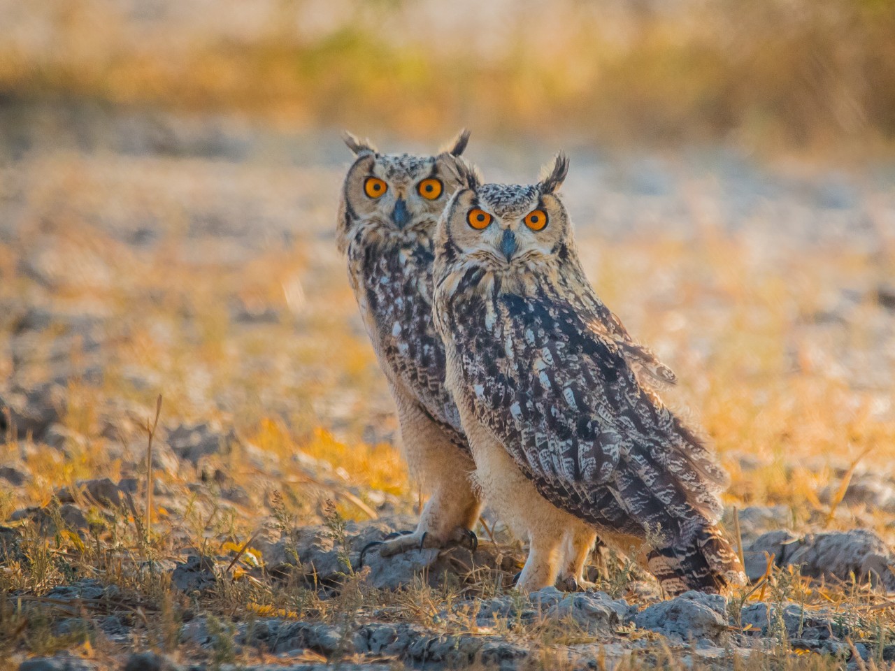 Free Wildlife photos. Indian egale owl.