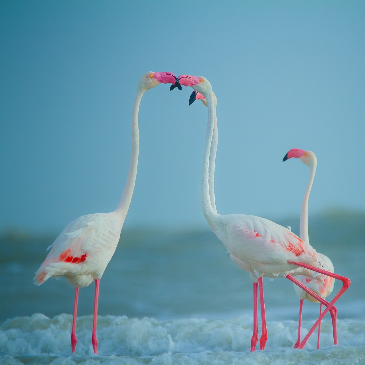 Greater flamingos - Nature Photography Gallery