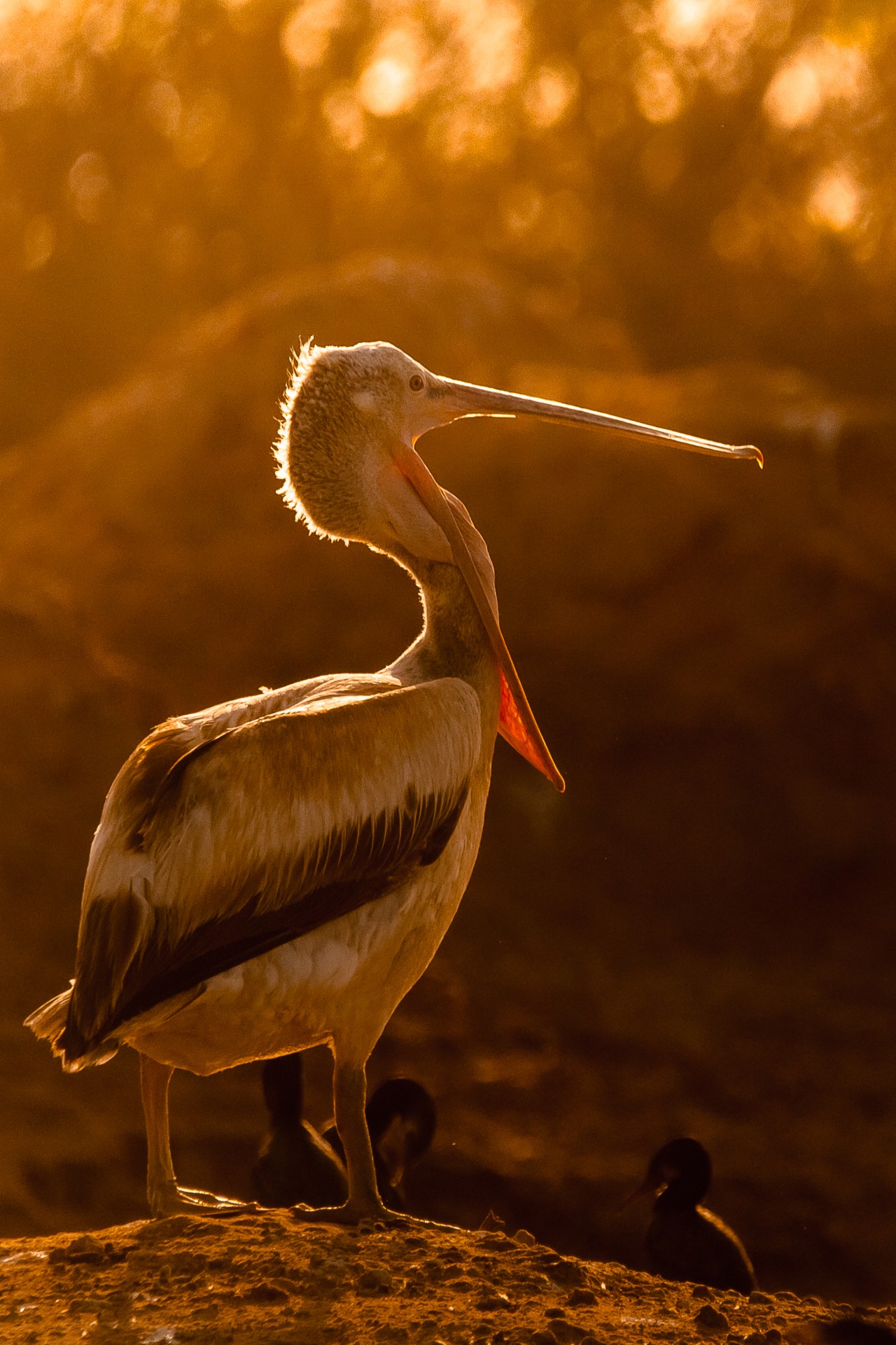 Pelican - Nature Photography Gallery