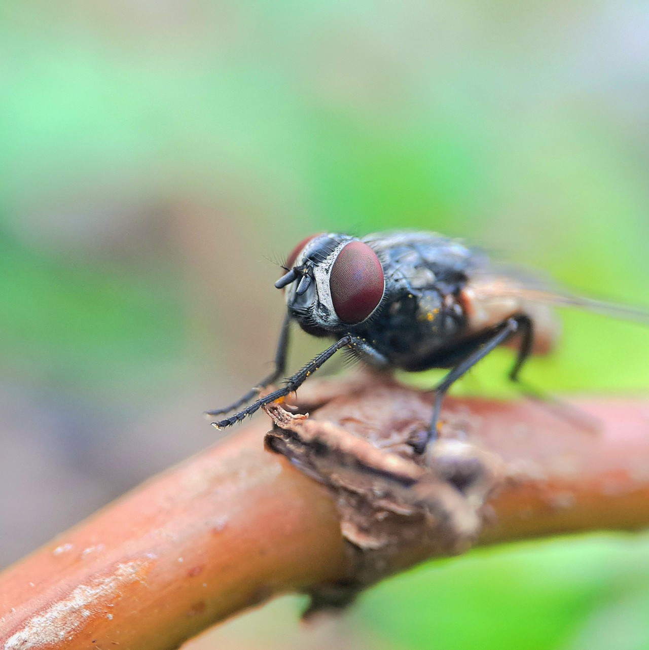 Free Macro photos. House fly.