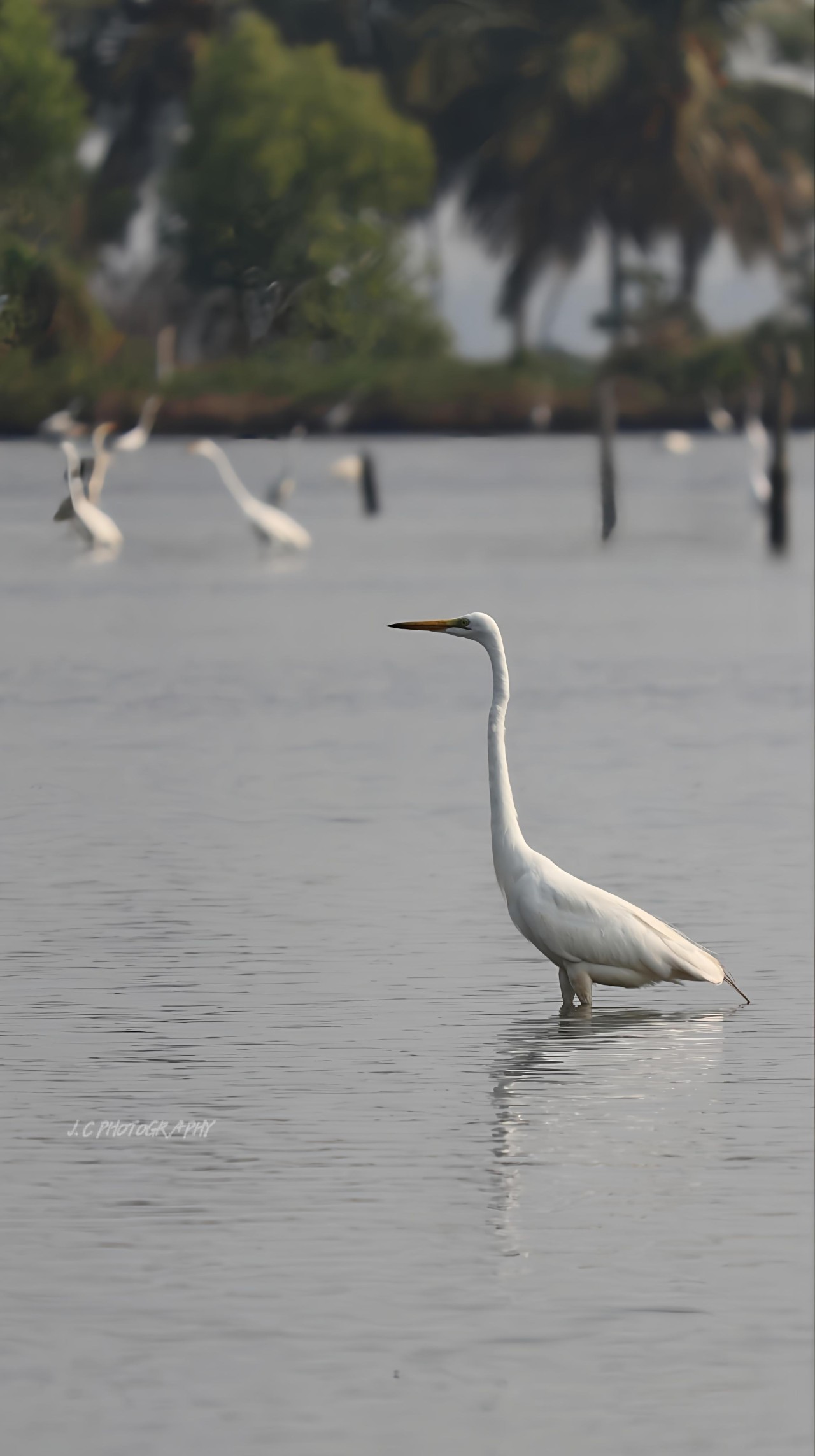 Free Wildlife photos. Great egret ,kerala.