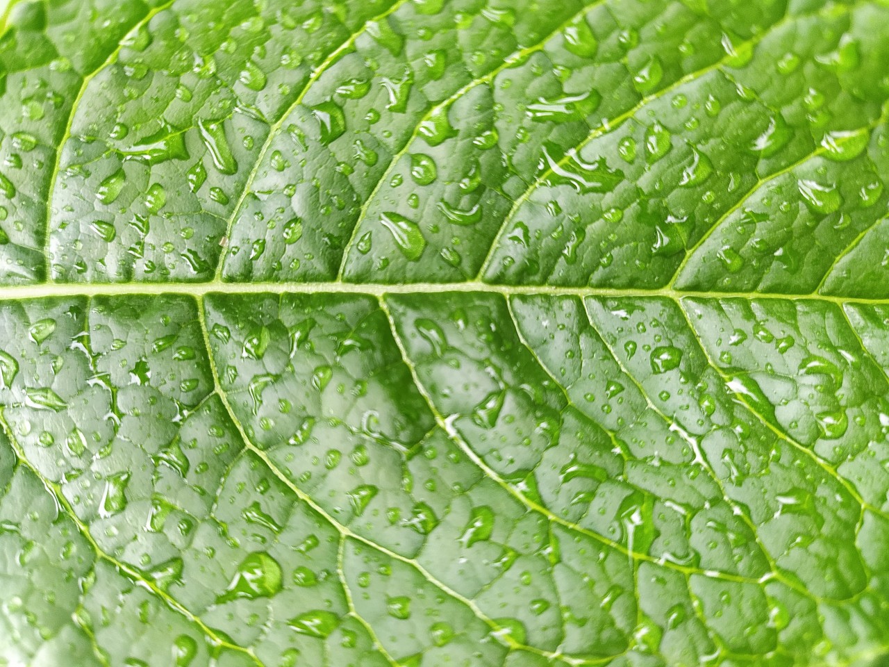 Free Flora photos. Droplets on leaves.