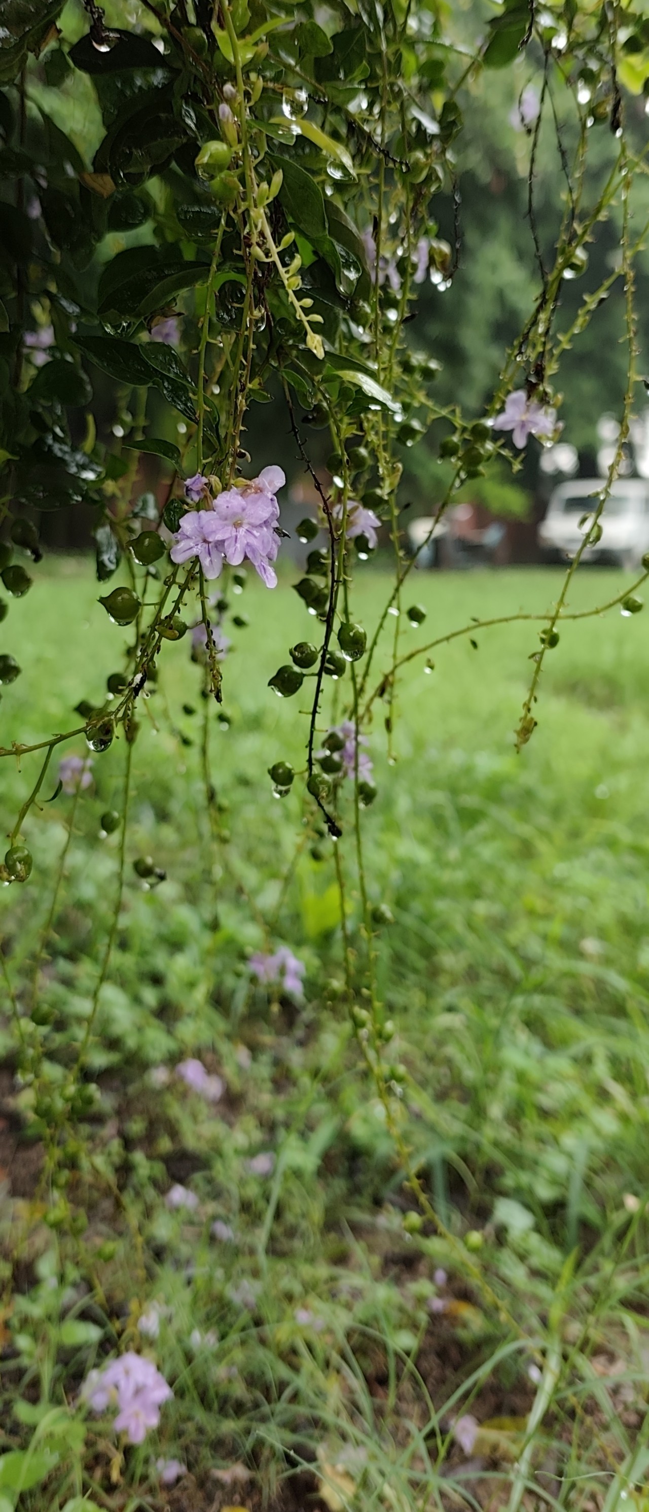 Free Flora photos. Rain drops in plants.