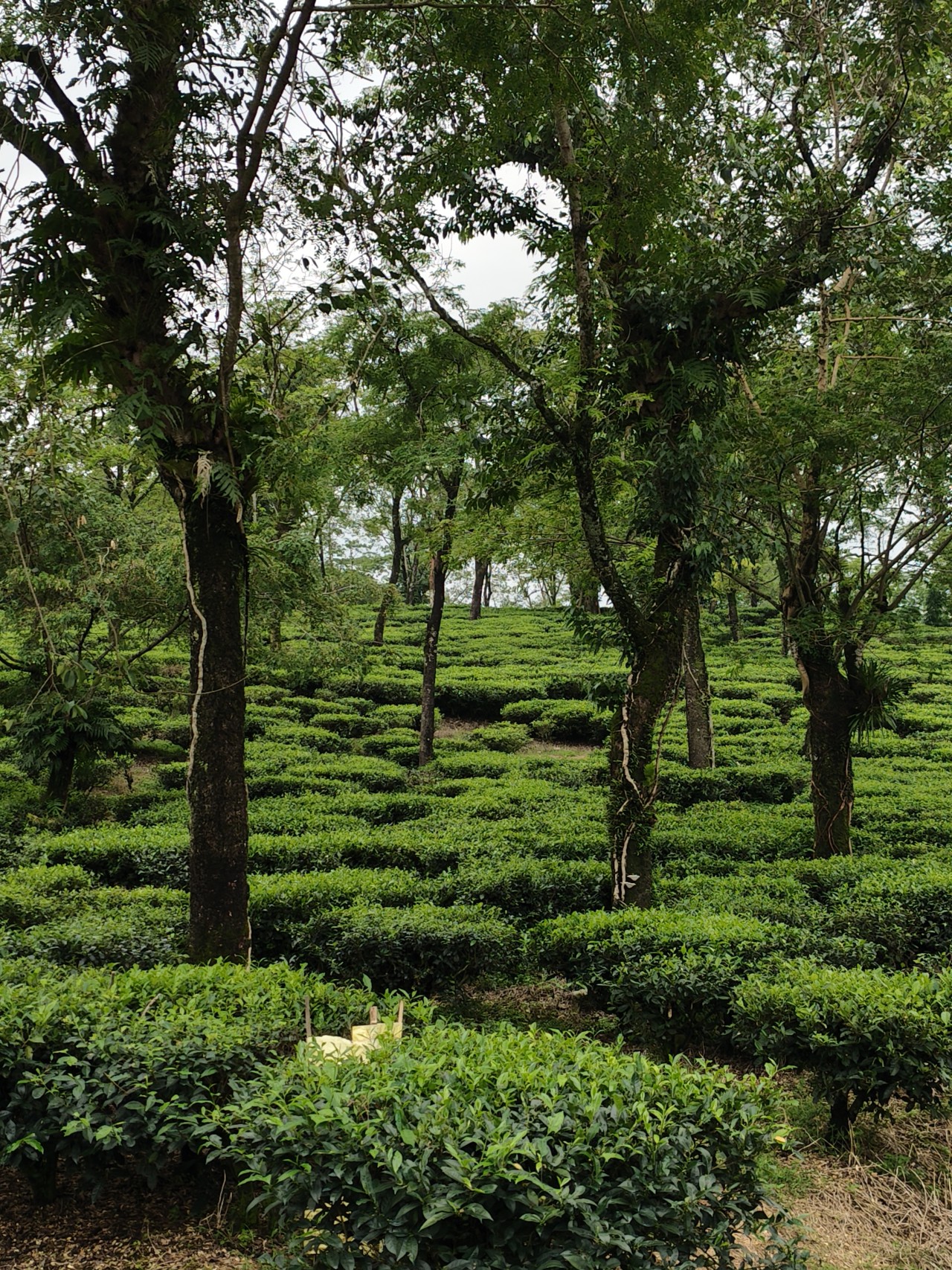 Free Landscapes photos. Tea garden, North Bengal, India.