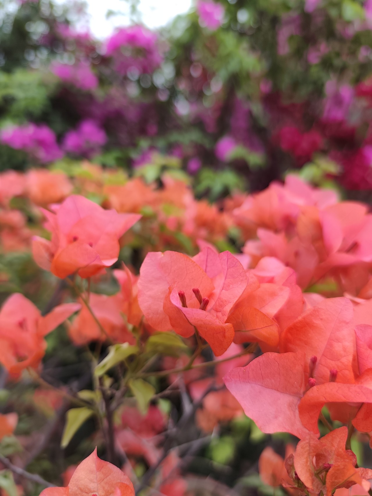Bogenvillia - Nature Photography Gallery
