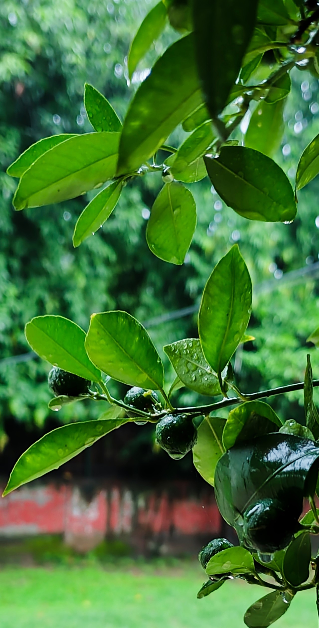 Free Macro photos. Ornamental lemon.