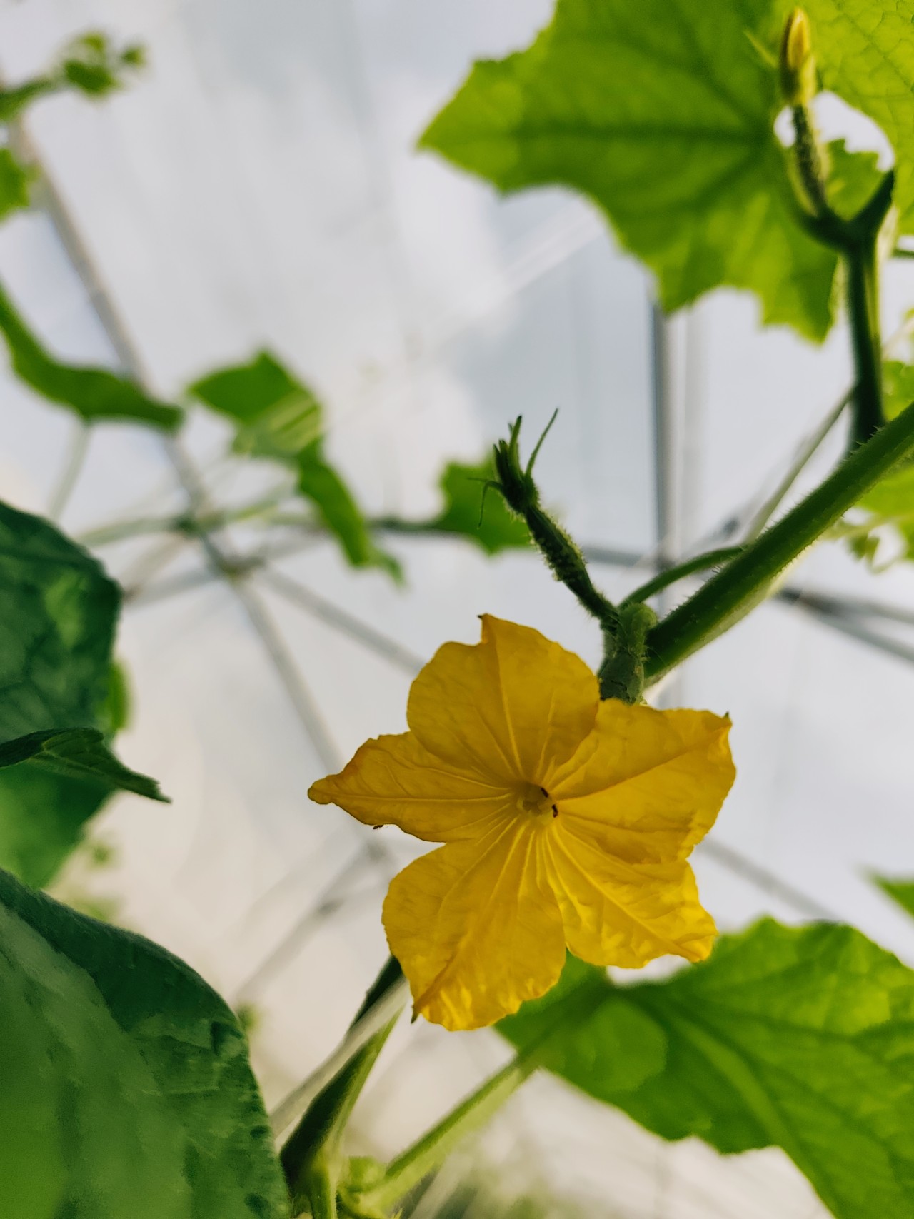 Cucumber flower - Nature Photography Gallery