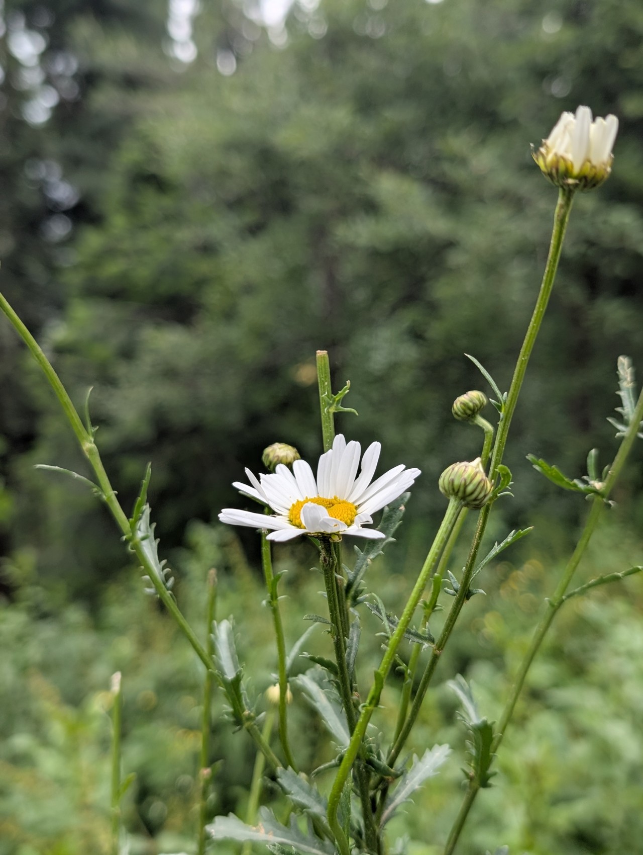 Flower, Nathiagali, Murree. - Nature Photography Gallery