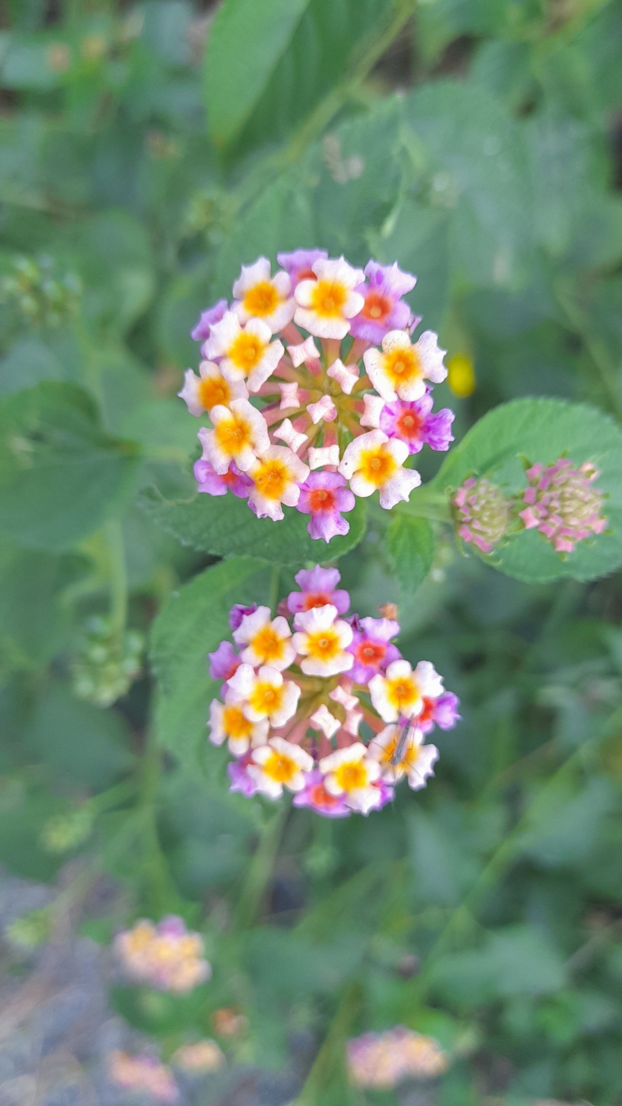 A bunch of Tickberry - Nature Photography Gallery
