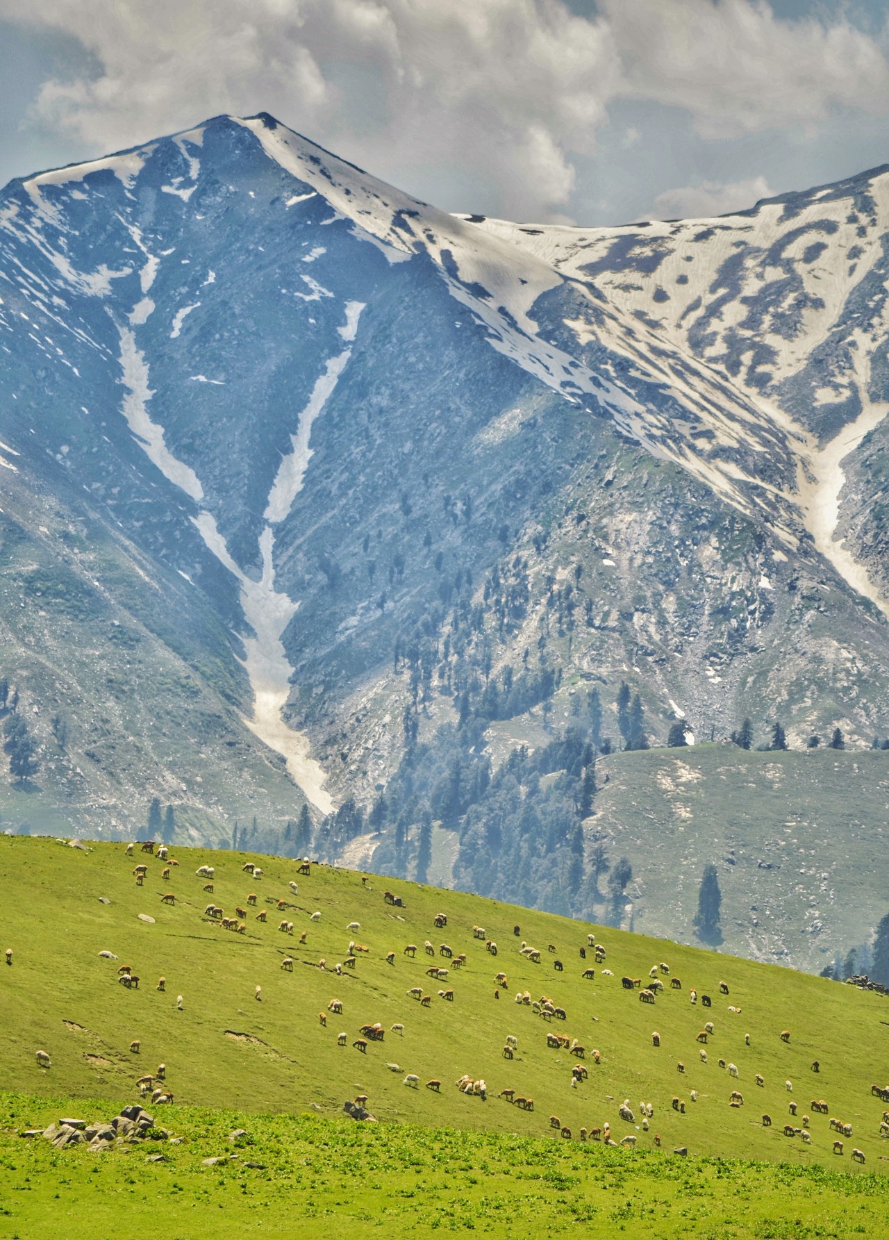 A breathtaking mountain view with lush green meadows, grazing sheep, and snow-capped peaks under a peaceful sky. ???? - Nature Photography Gallery