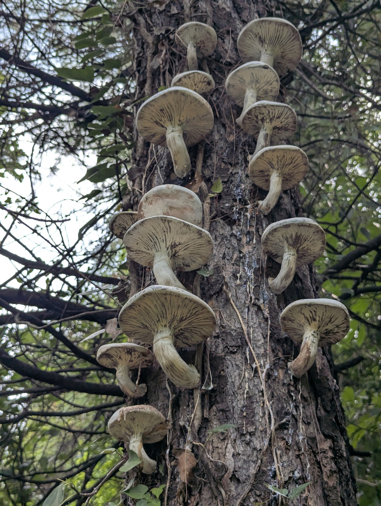Free Forests photos. Mushroom.