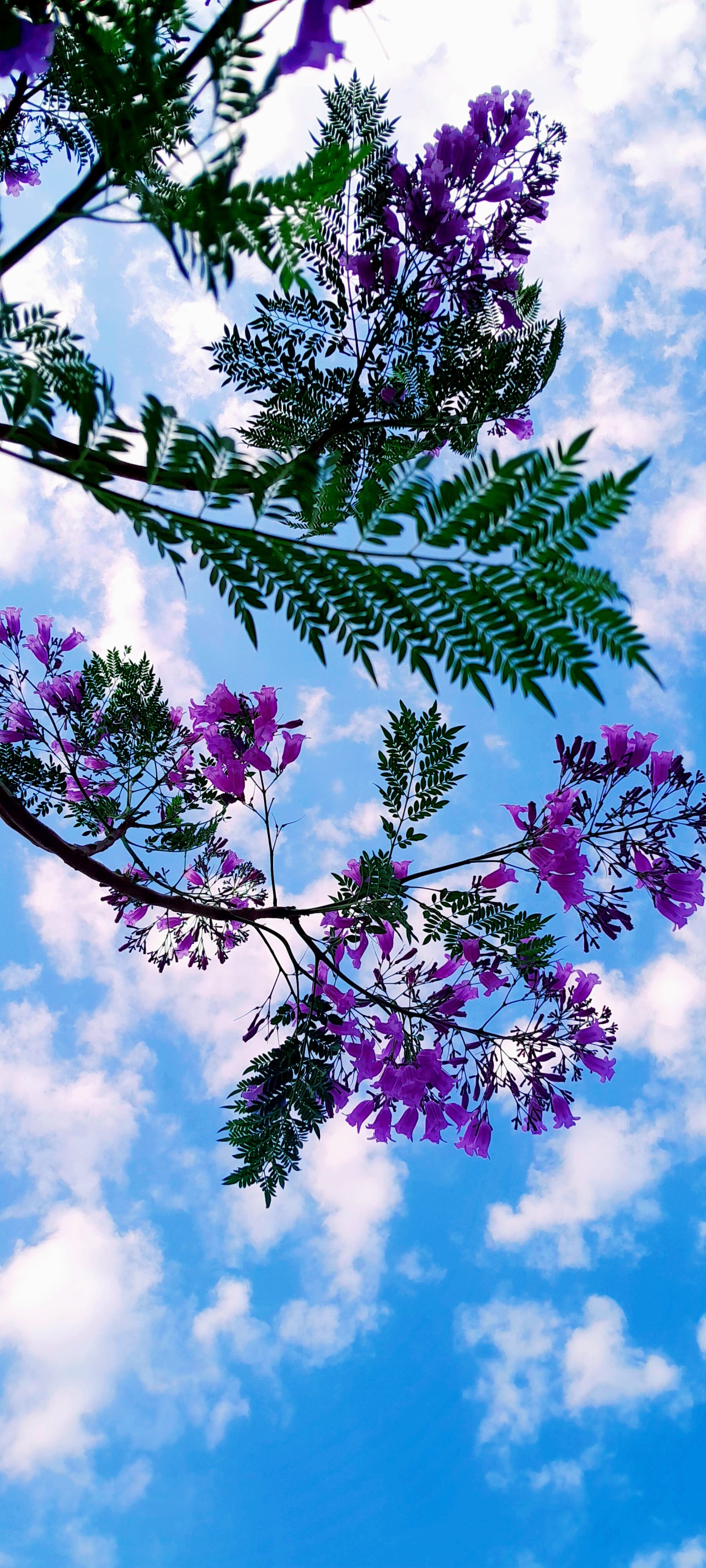 Freedom - Nature Photography Gallery