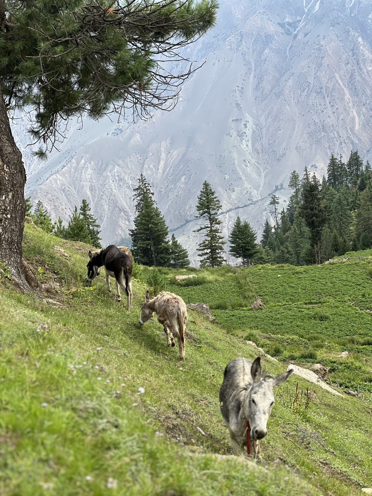 Free Wildlife photos. Astore Gilgit.
