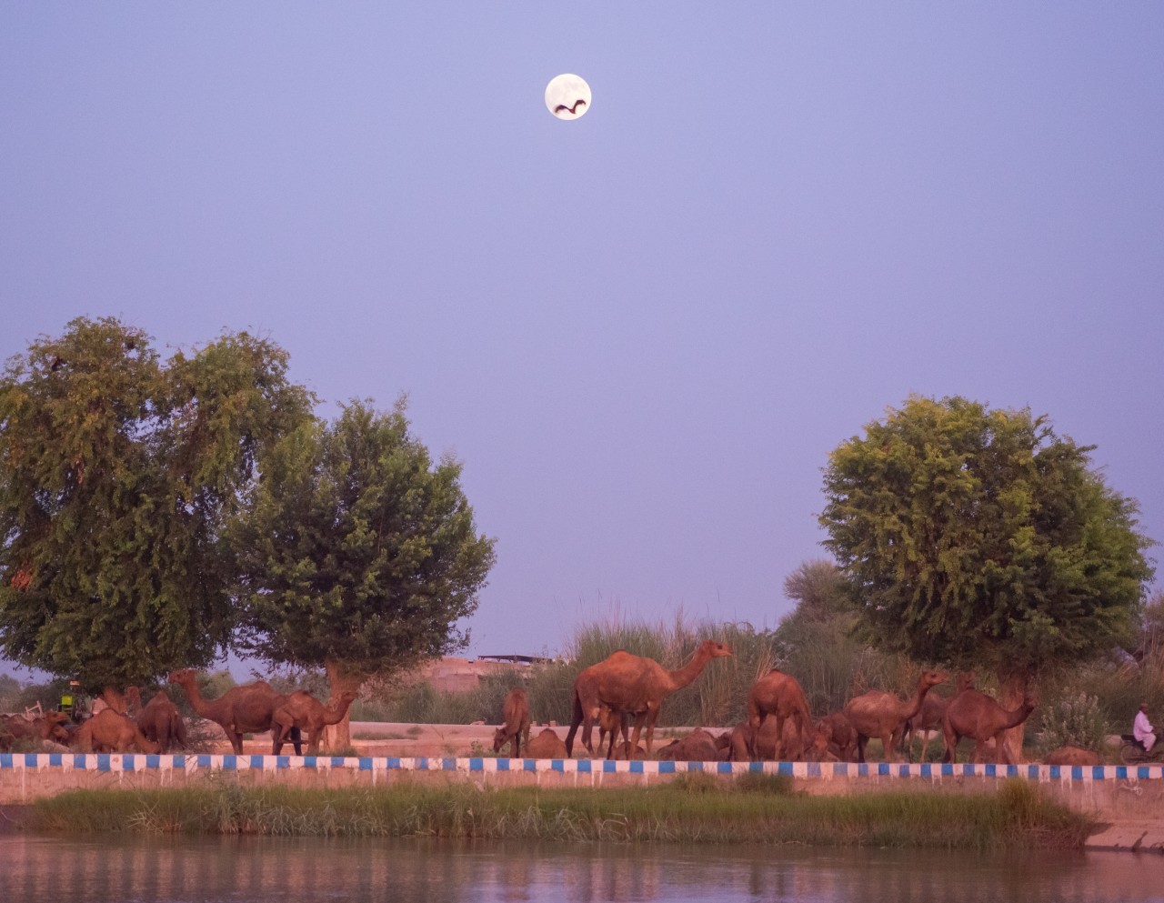 Bat flying in front of Full Moon rising - Nature Photography Gallery