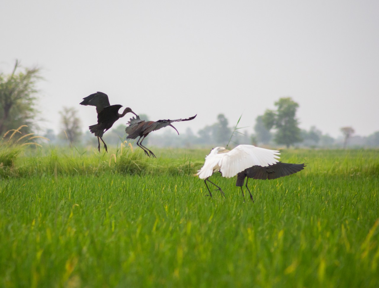 Black and white birds - Nature Photography Gallery