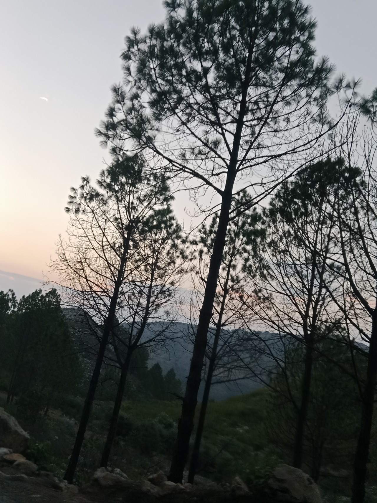 Free Forests photos. Trees.
