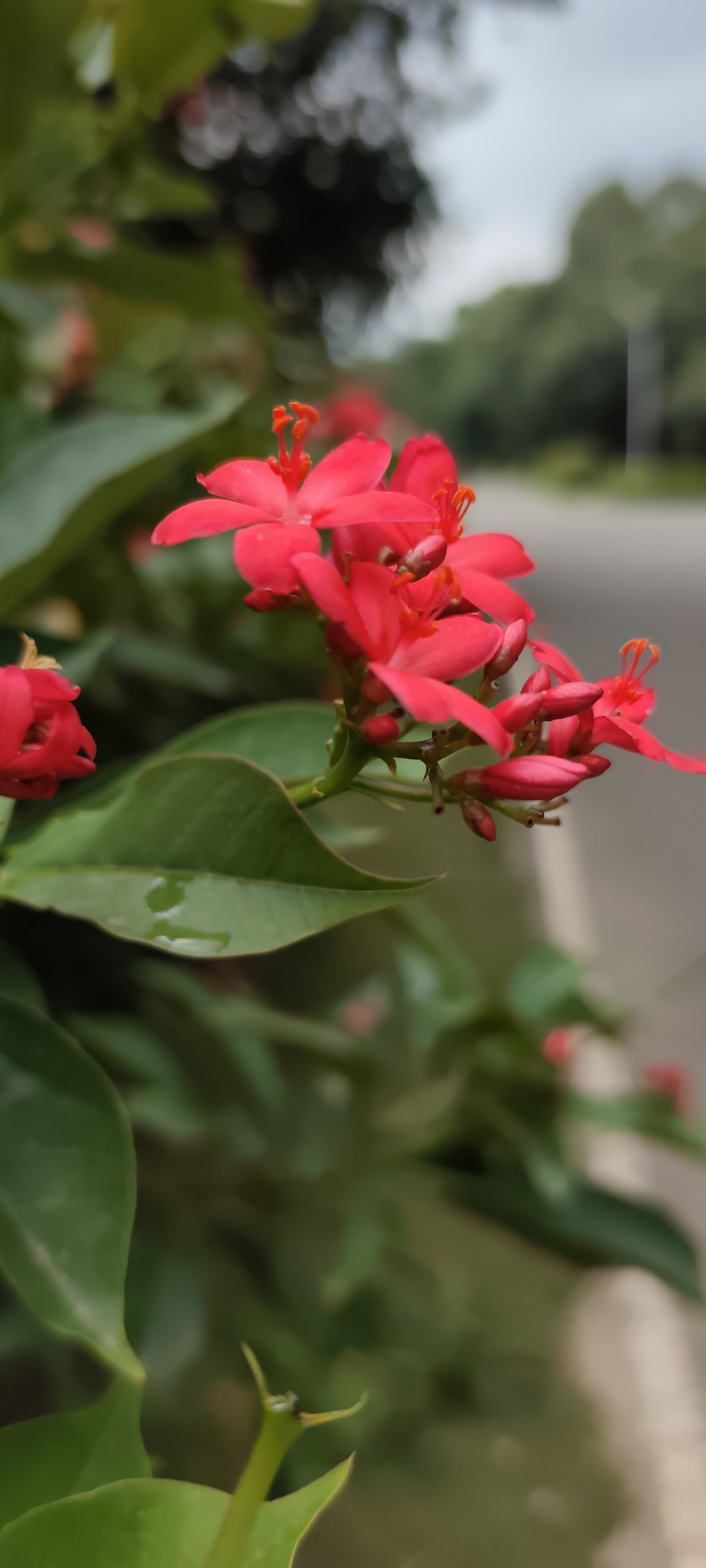Free Flora photos. Red bloom.