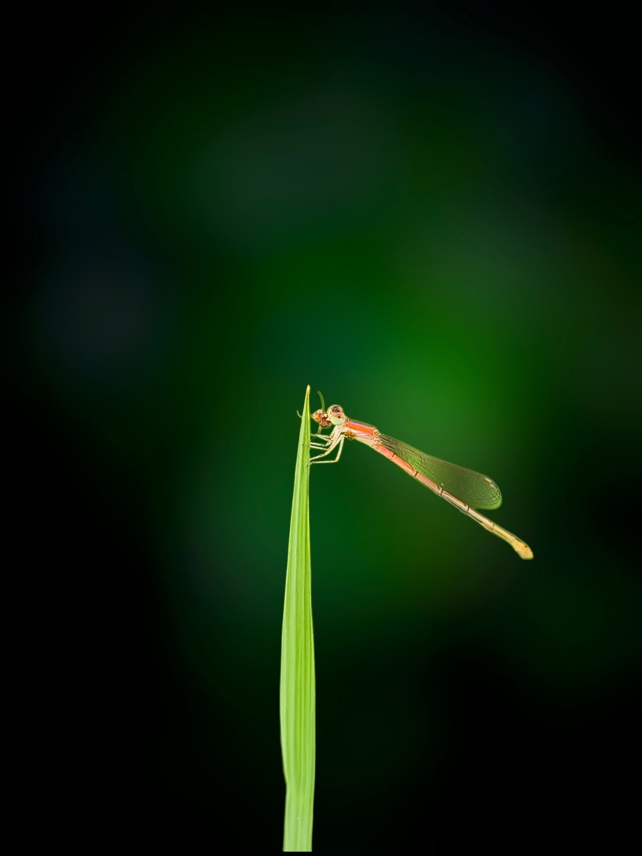 Free Macro photos. Dameslfly Resting on a Grass Tip.