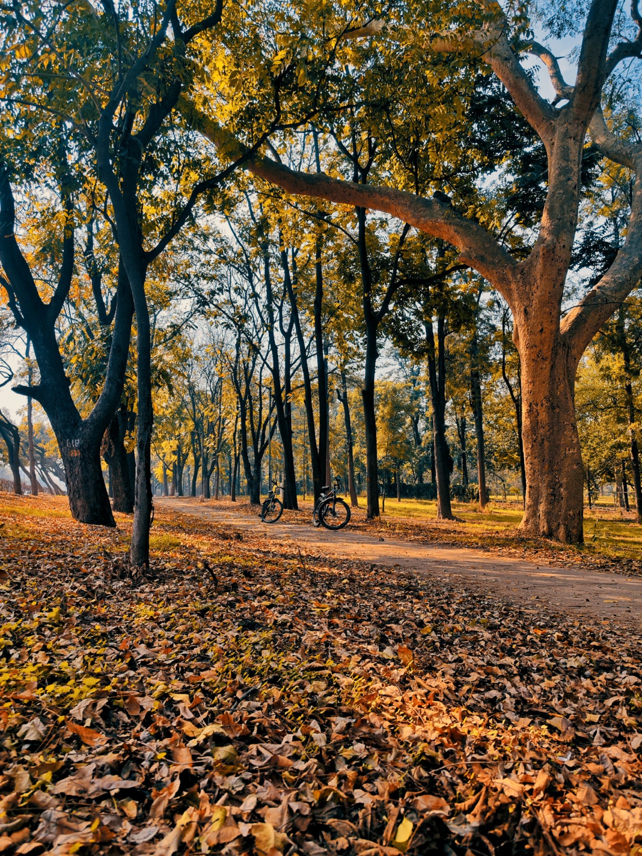 Free Forests photos. Chandigarh.