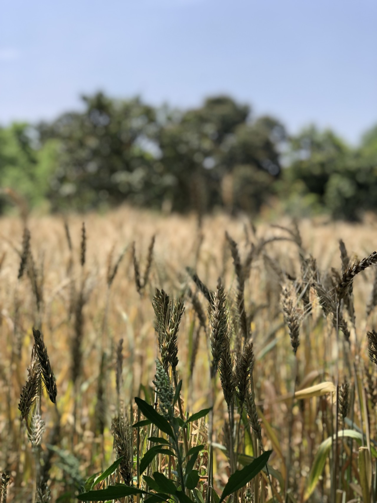 Free Flora photos. Wheat Crops.