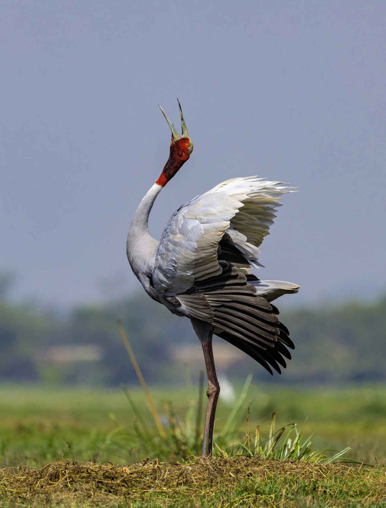 Call of the Wild - Nature Photography Gallery