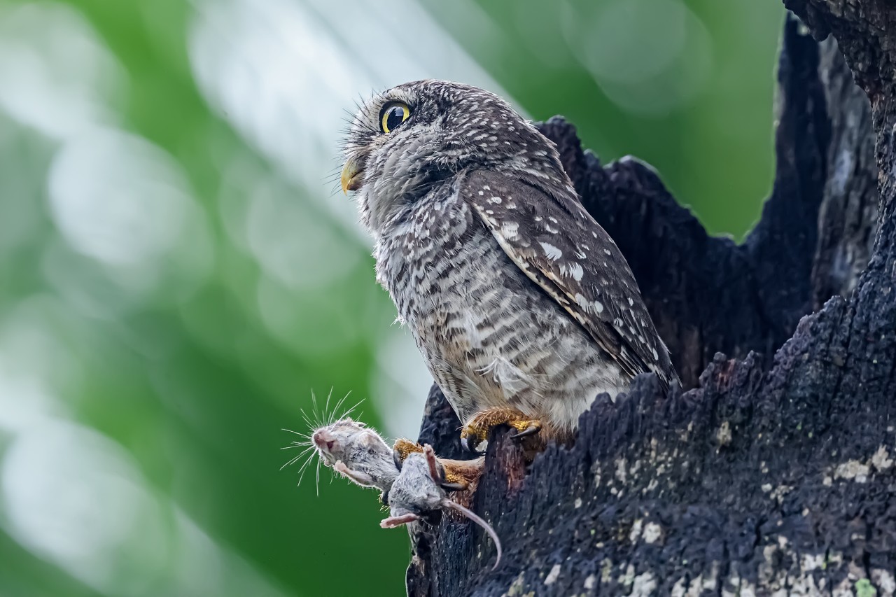 Hunter - Nature Photography Gallery