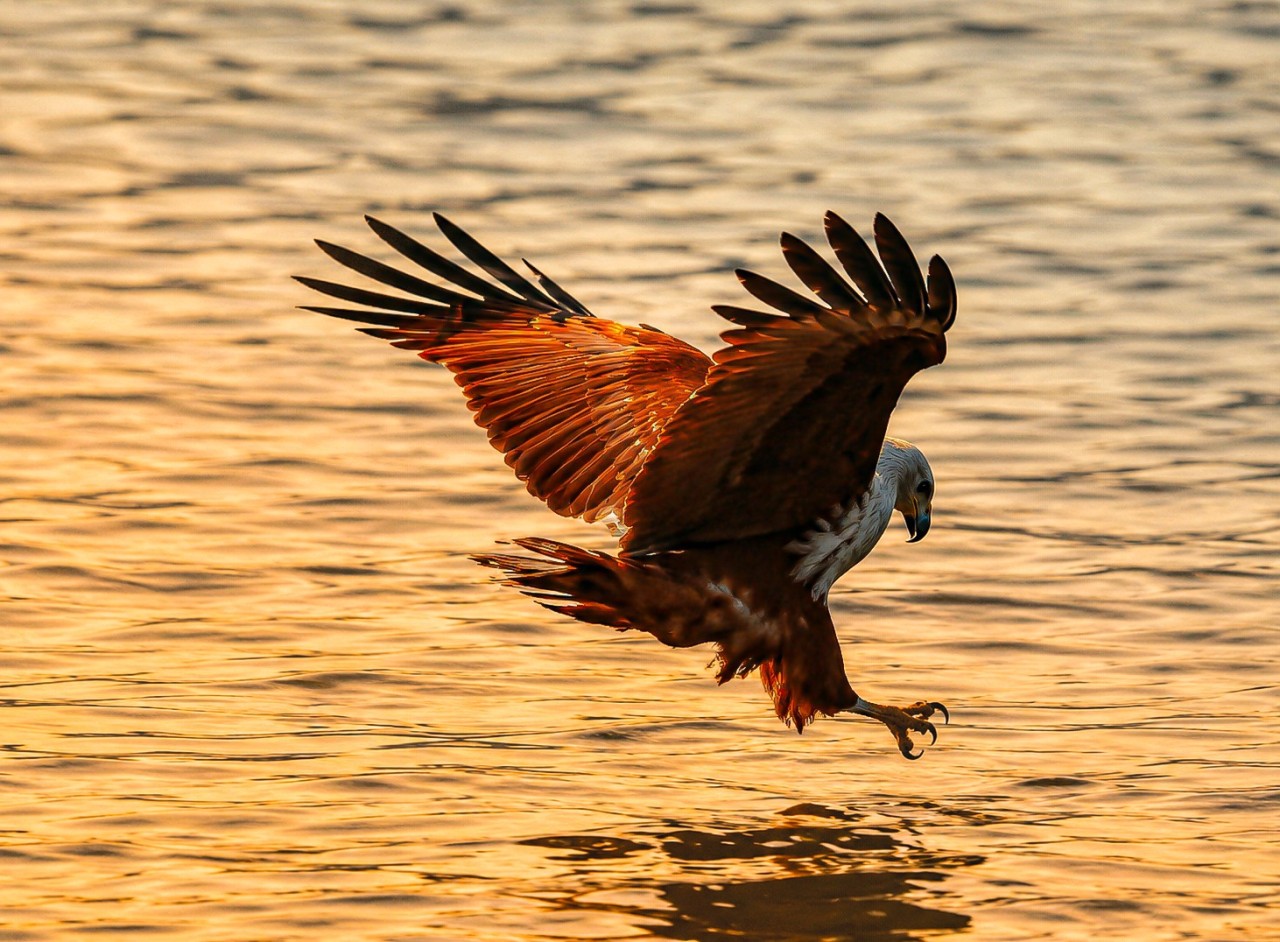 The guiding eagle - Nature Photography Gallery