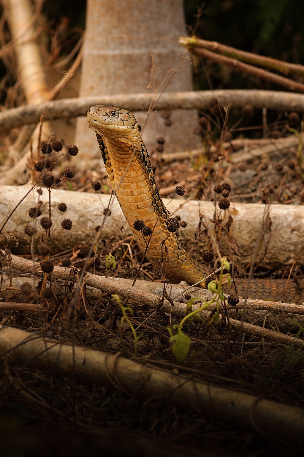 Free Wildlife photos. King cobra.