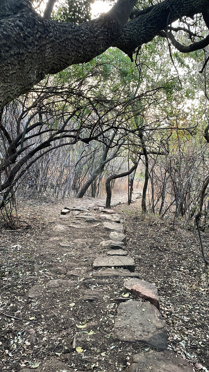 Free Forests photos. Nature reserve.