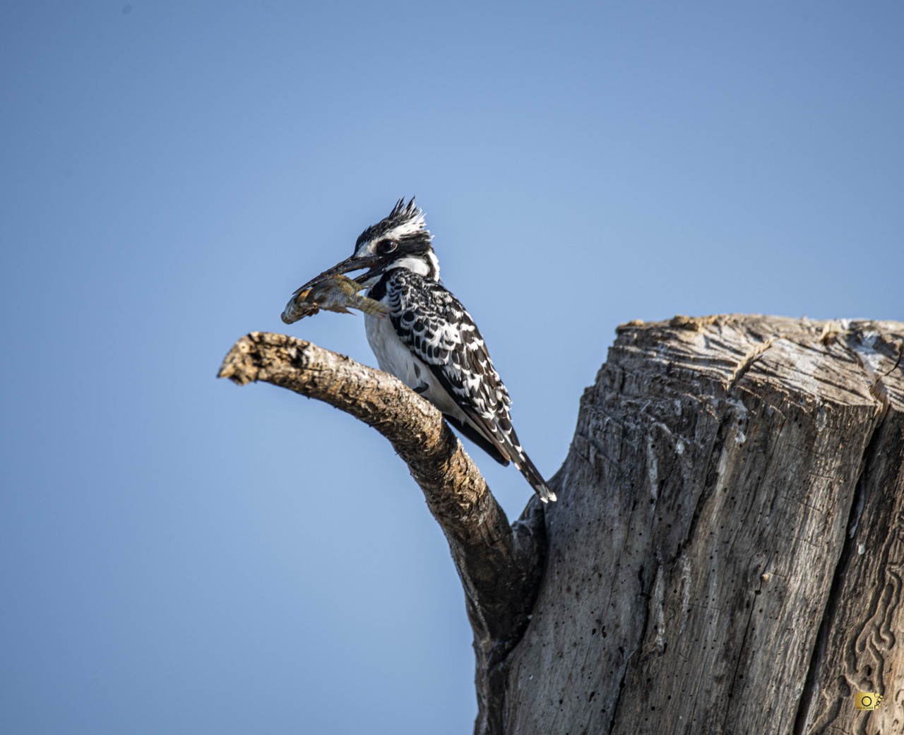 African Kingfisher - Nature Photography Gallery