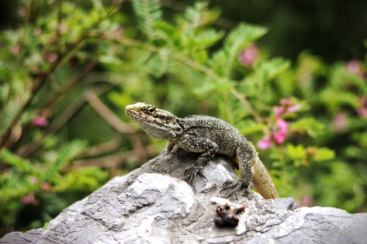 Mountain Lizard, Aubia Pipeline trek - Nature Photography Gallery
