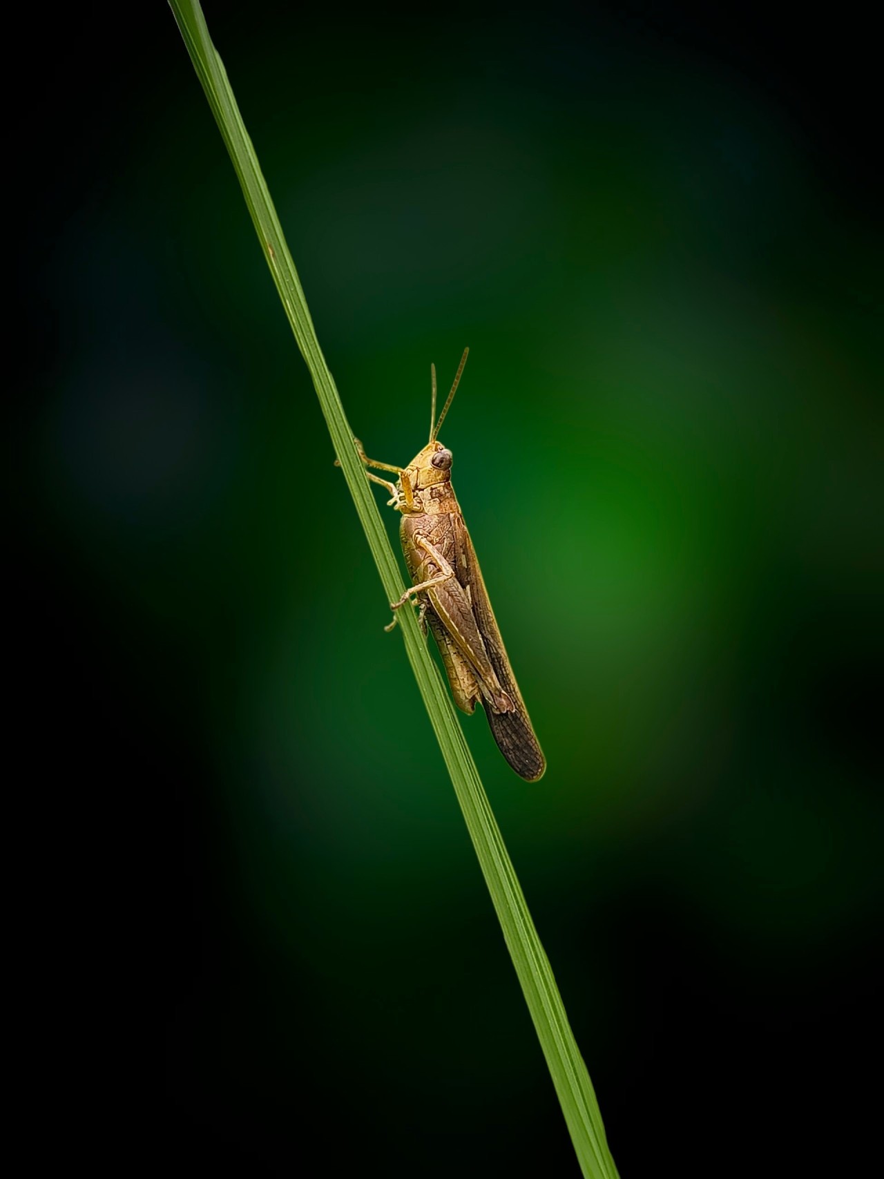 Grasshopper Holding a Blade of Grass - Nature Photography Gallery