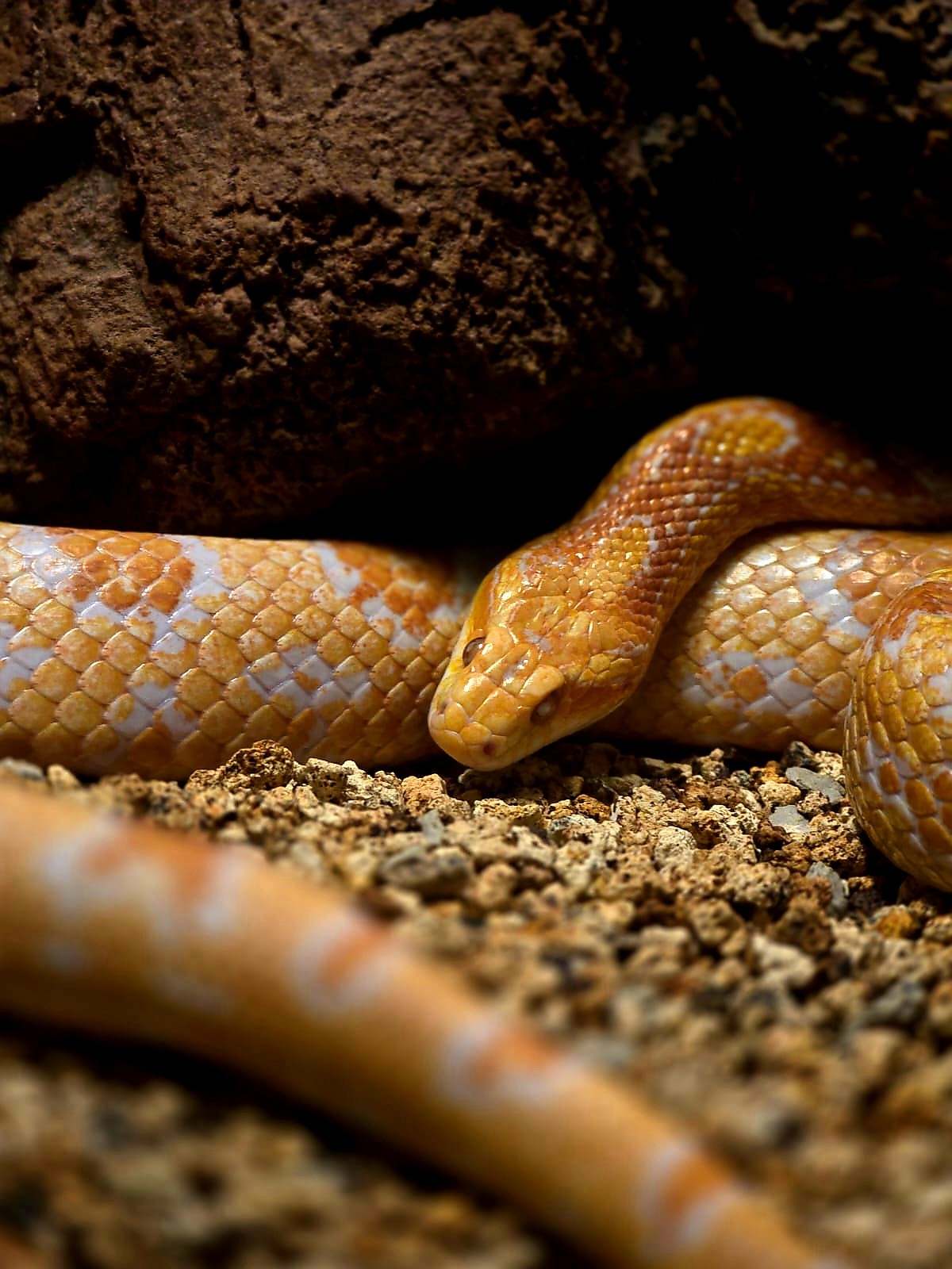 Free Wildlife photos. Serpent on Earth.