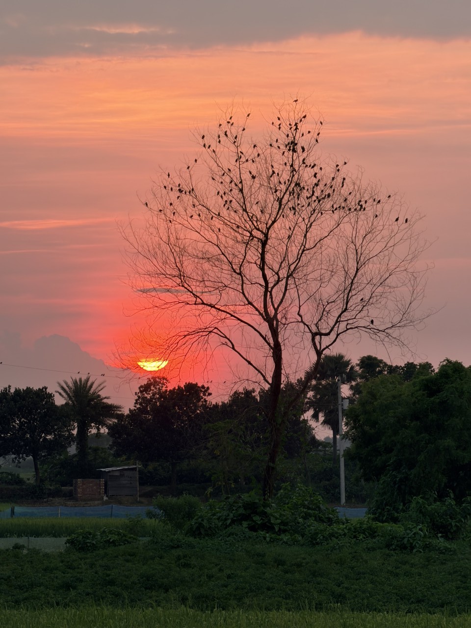 Free Landscapes photos. Birds of the Twilight Sky.