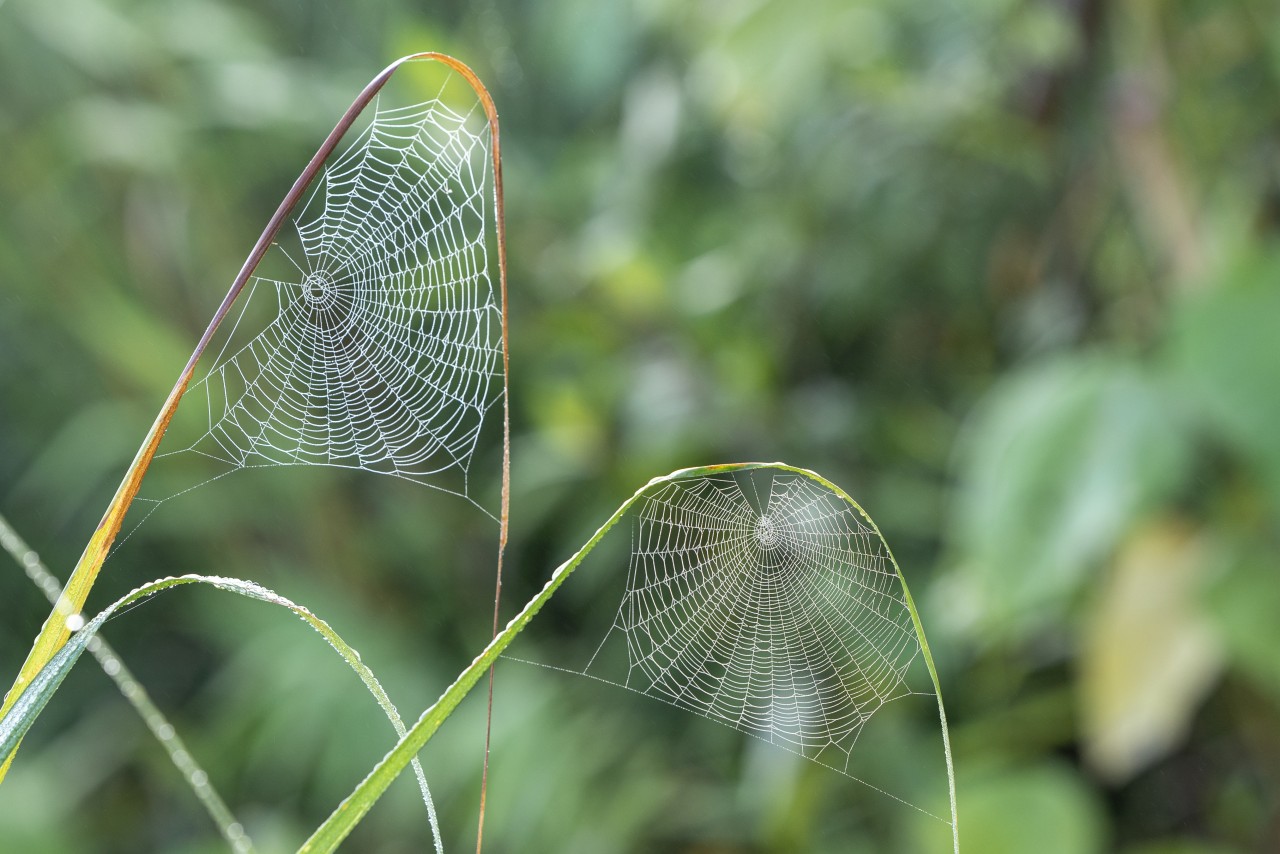 Morning Dew and Woven Dreams - Nature Photography Gallery