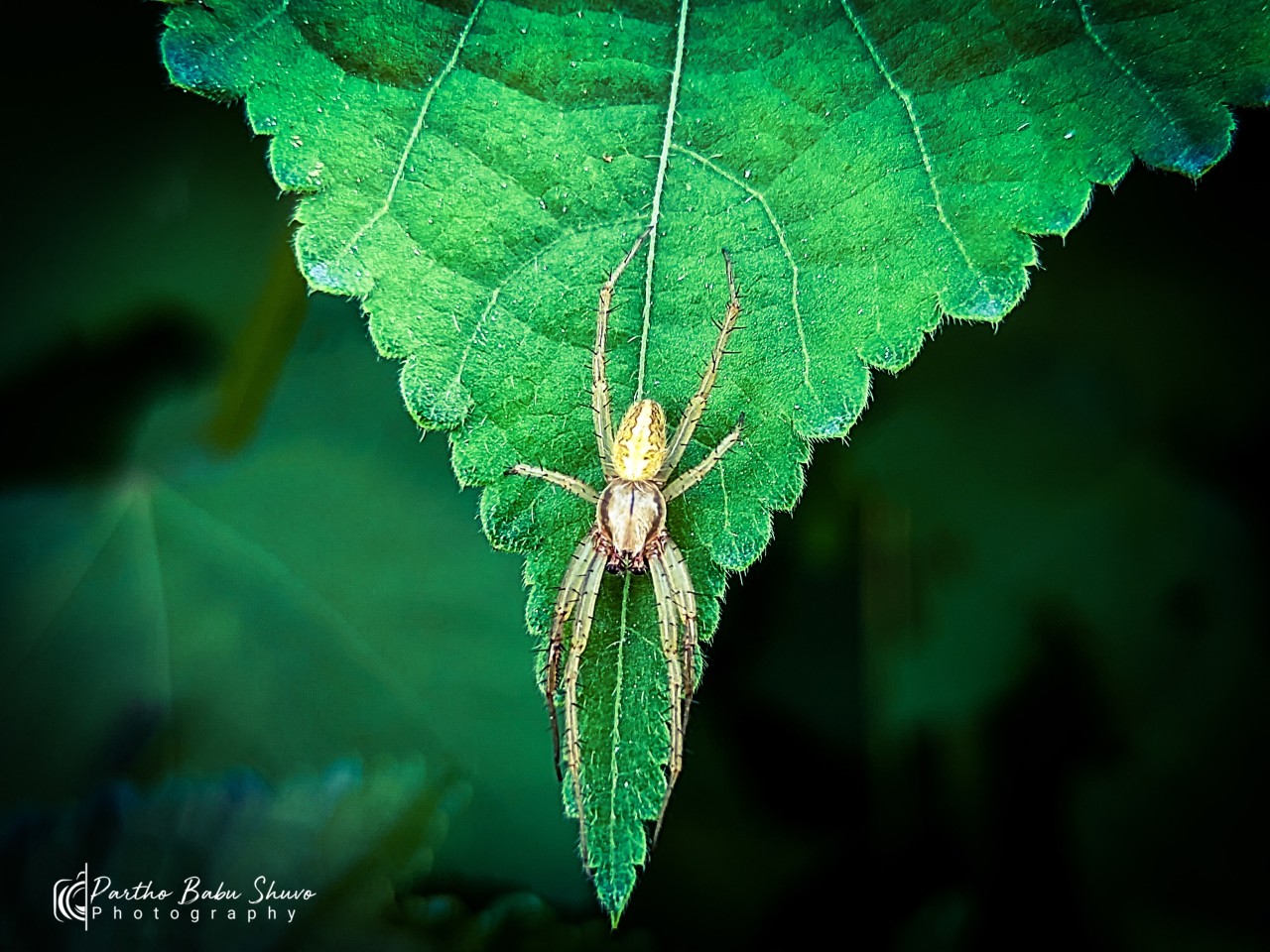 Insects are beautiful in a different way - Nature Photography Gallery