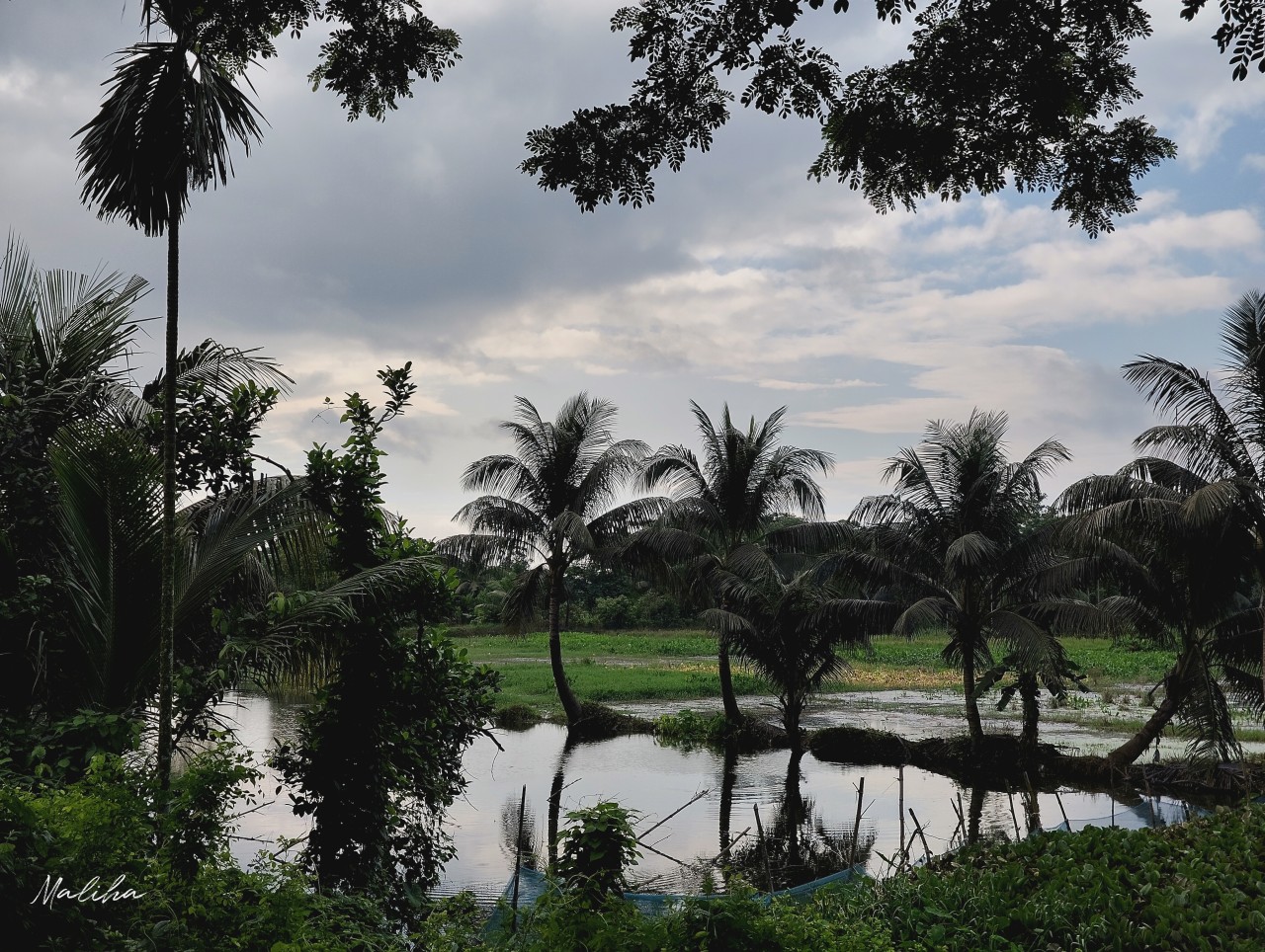 Chottogram University Campus, Bangladesh - Nature Photography Gallery