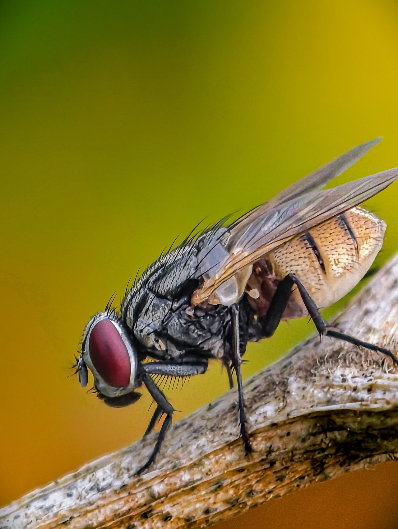 Architecture of a Common Fly - Nature Photography Gallery