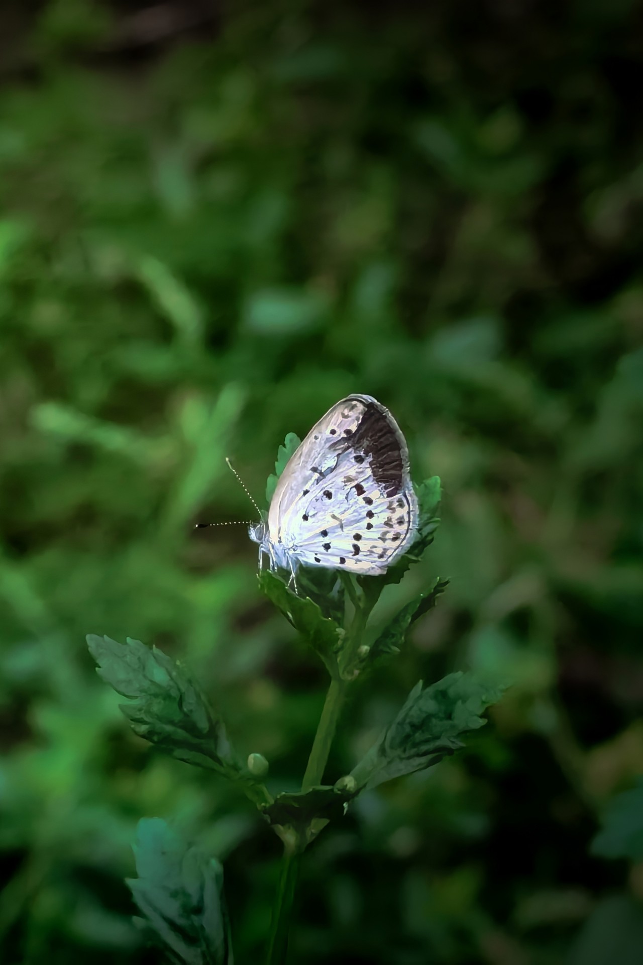 Free Macro photos. Butterfly.