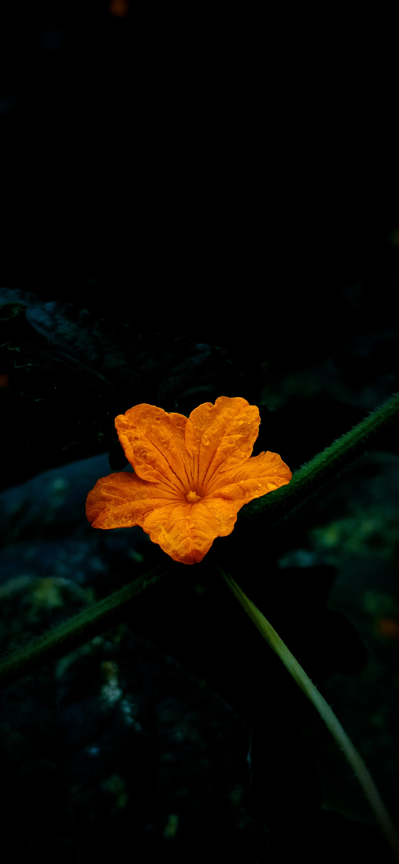 Korola Flower - Nature Photography Gallery