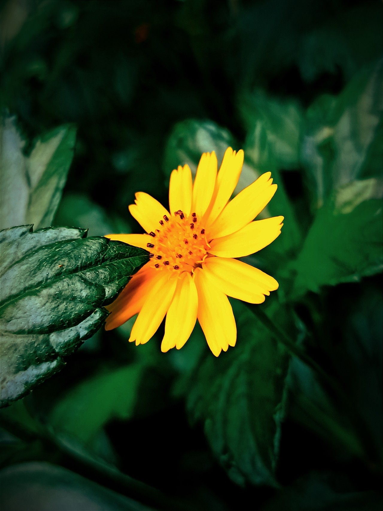 Daisy Flower - Nature Photography Gallery