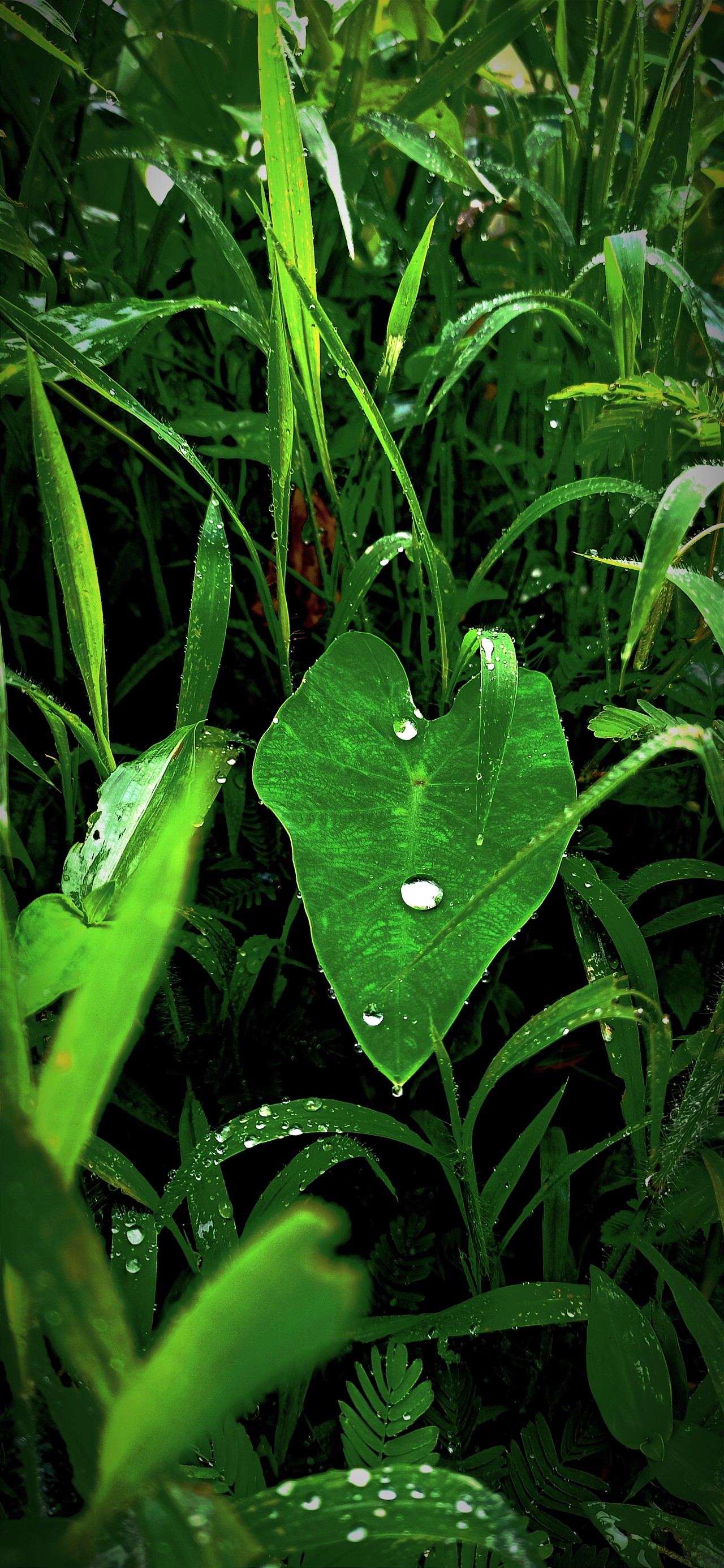 Free Flora photos. Kochu Patar Pani Tolmol.
