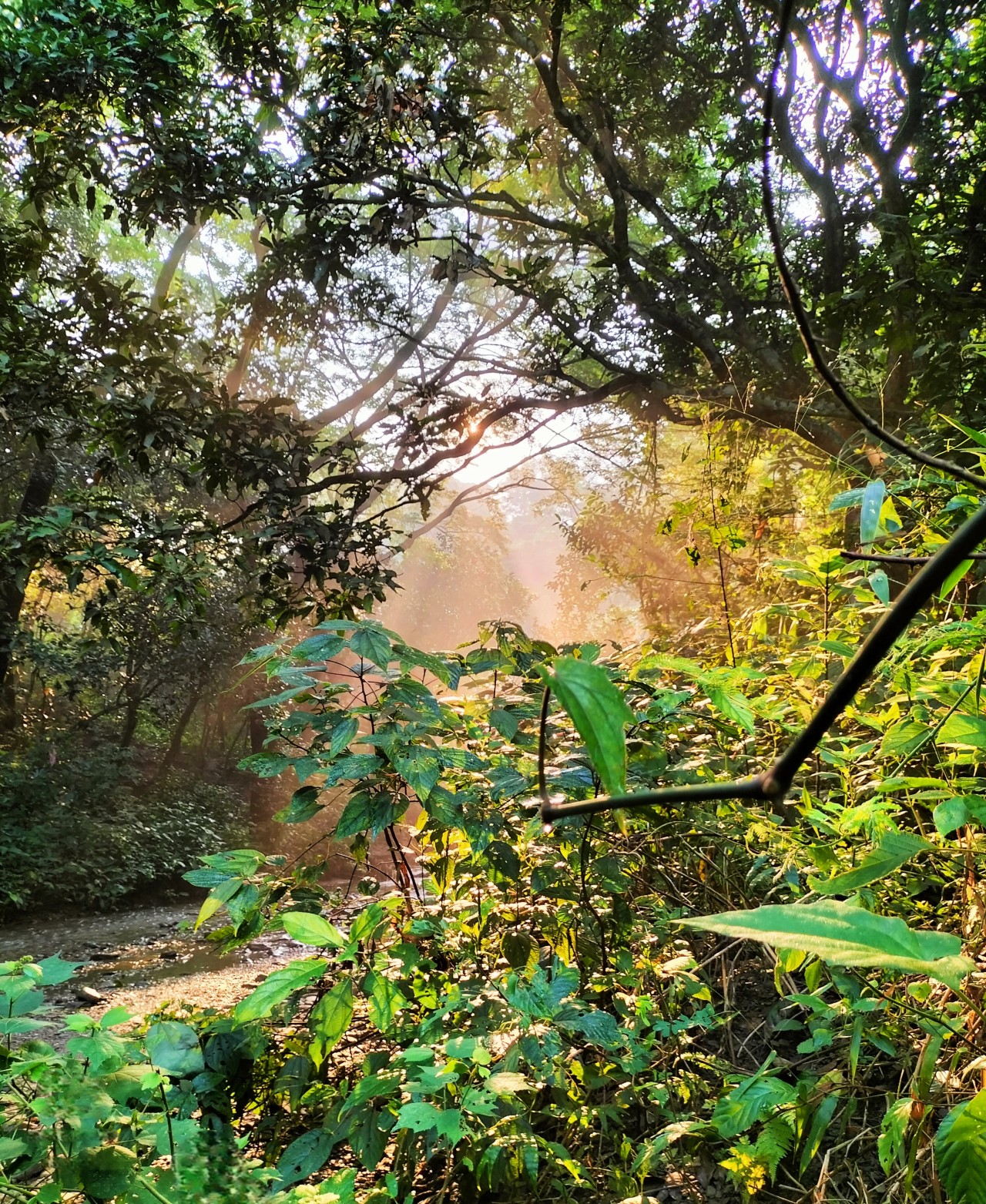Free Forests photos. Lost in the wild, found in the moment.