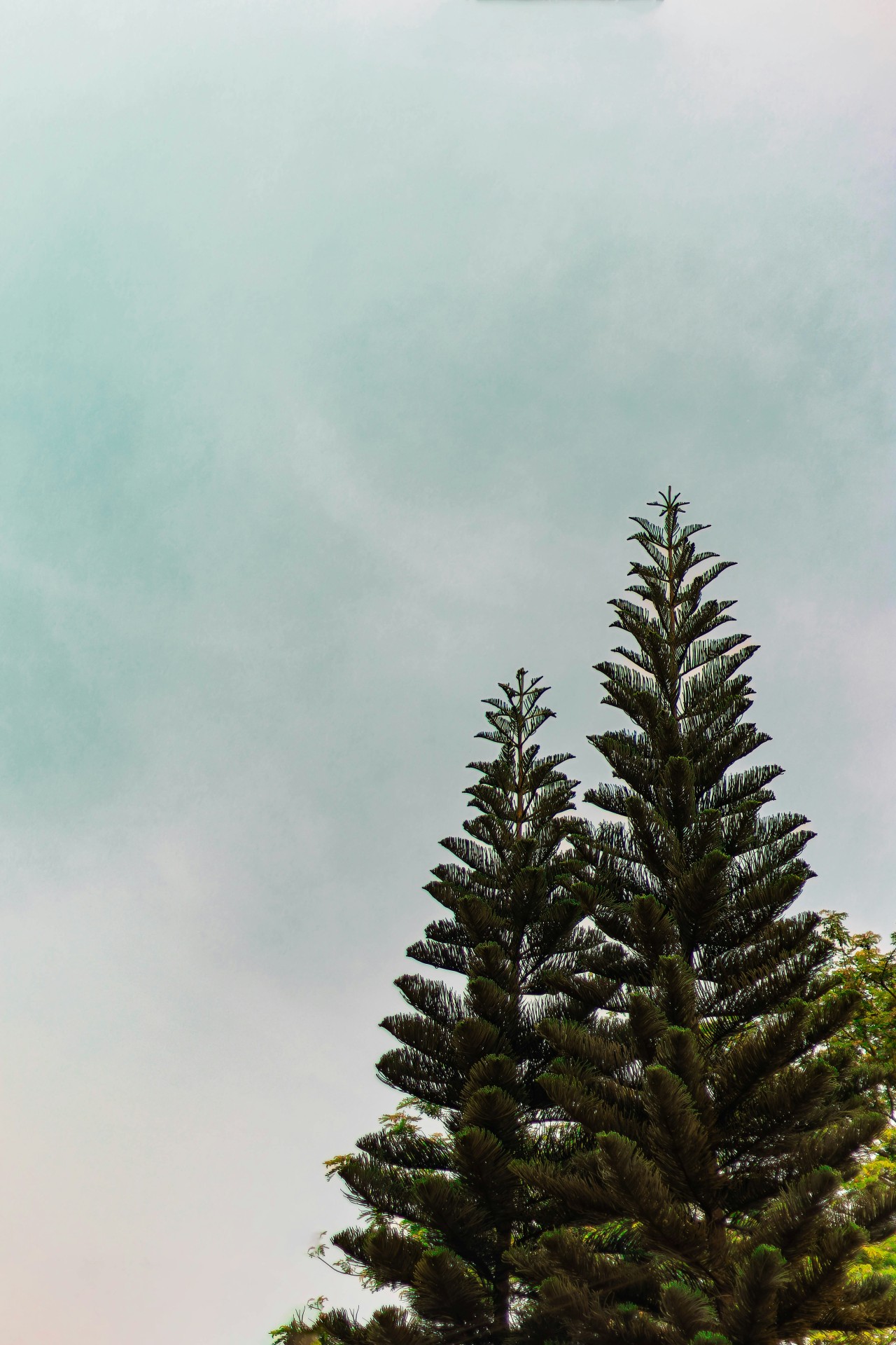 Whispers of the Sky - Nature Photography Gallery