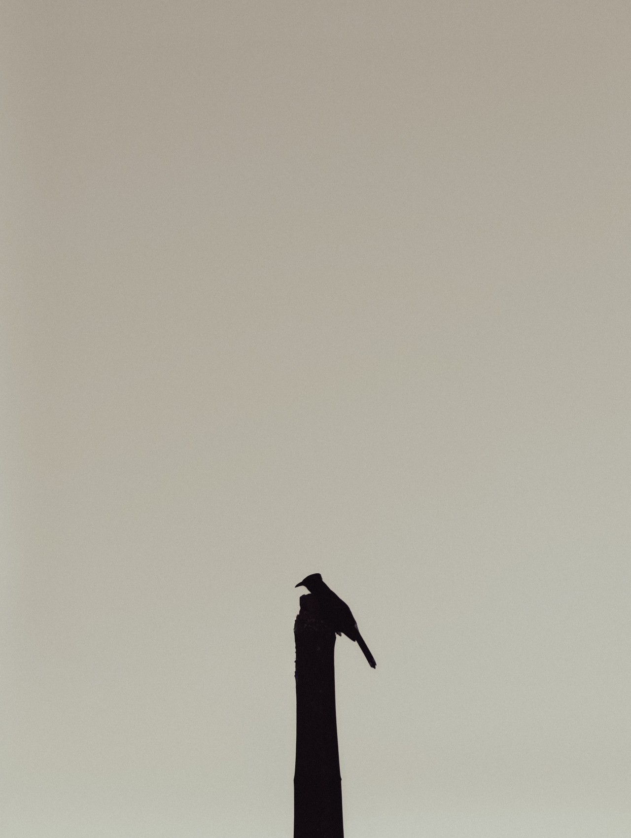The Last Perch - Nature Photography Gallery
