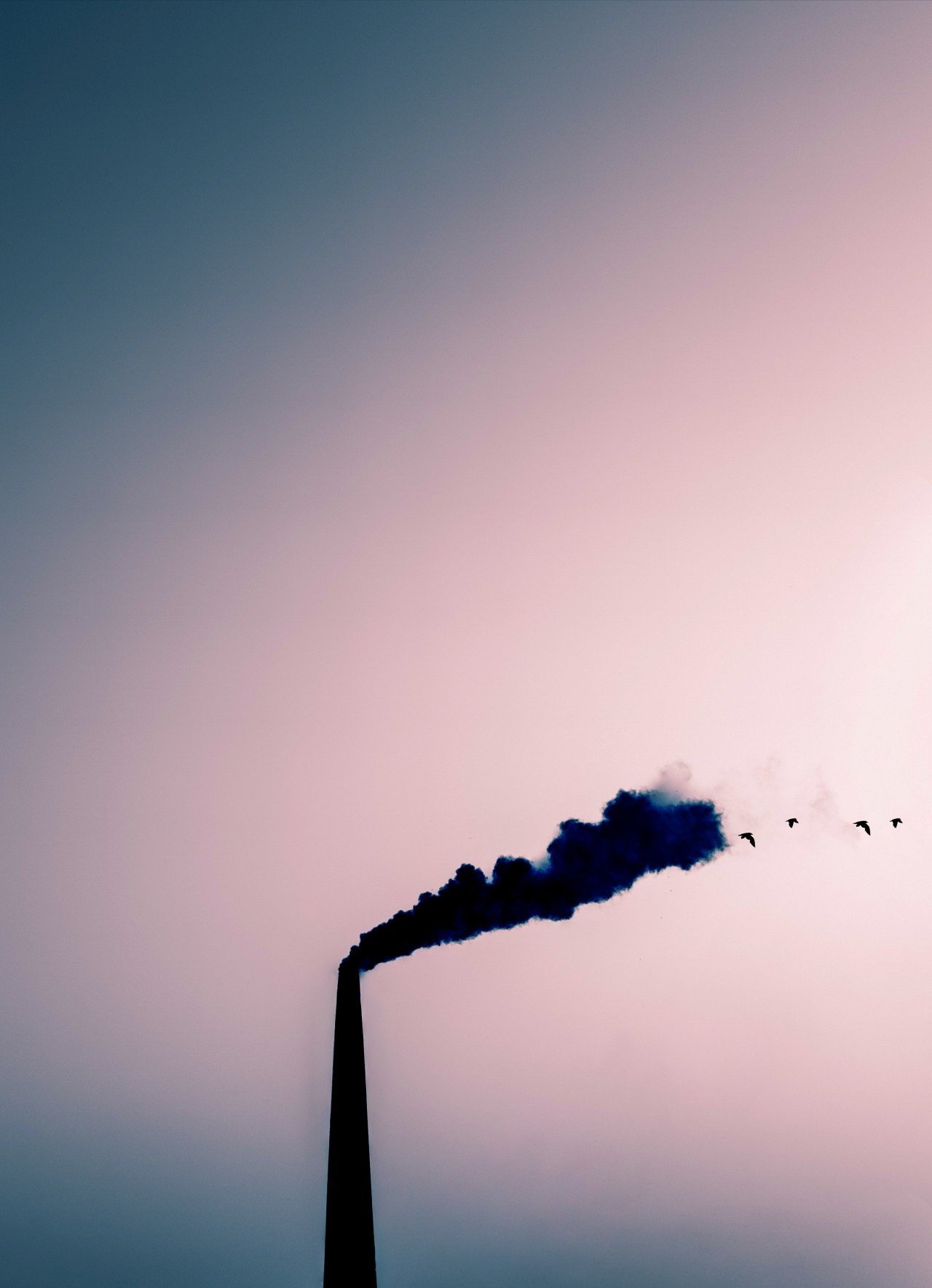Smoke Takes Flight - Nature Photography Gallery