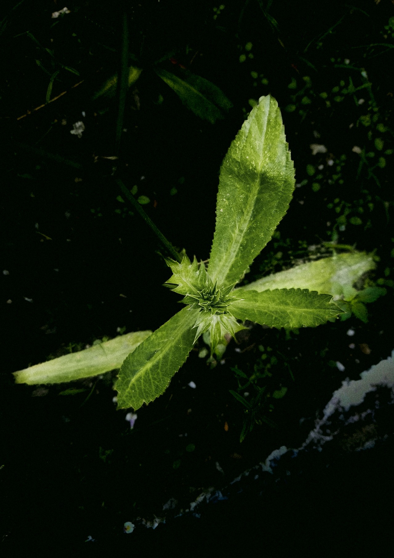 Unseen Strength of Nature - Nature Photography Gallery
