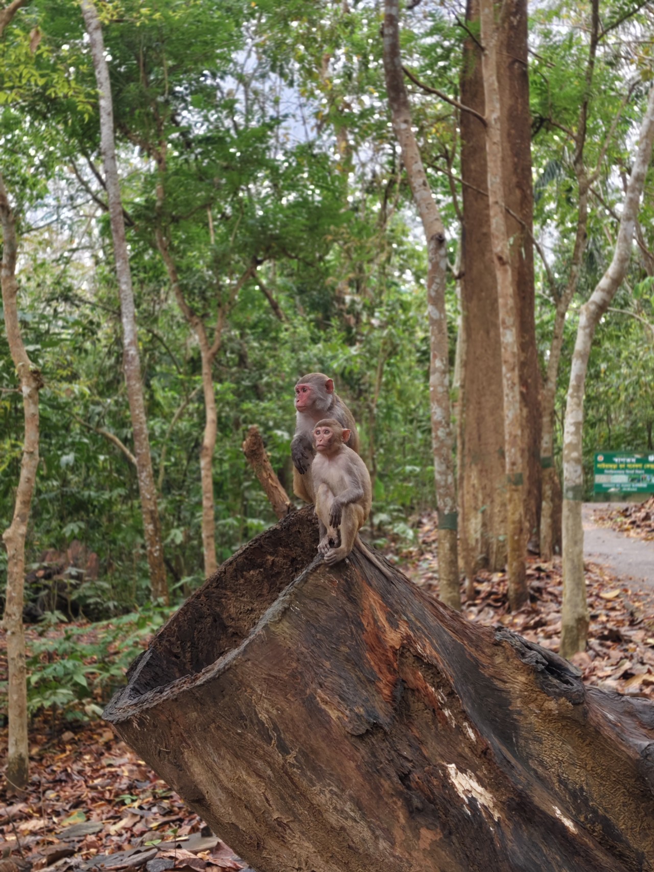 Monkey - Nature Photography Gallery
