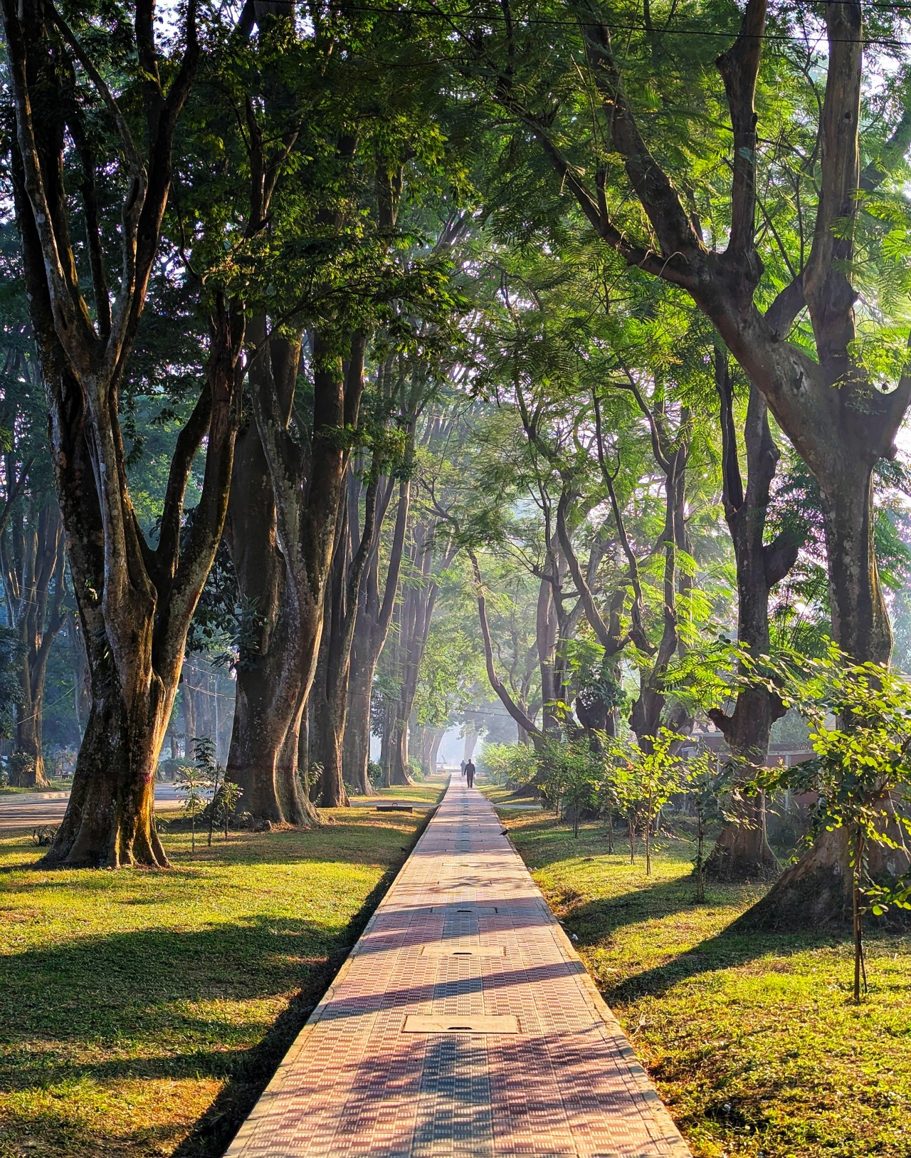 A peaceful path, surrounded by endless green - Nature Photography Gallery